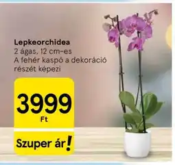 Tesco LEPKEORCHIDEA ajánlat