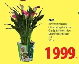 Lidl Kála ajánlat