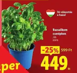 Lidl Bazsalikom cserépben ajánlat