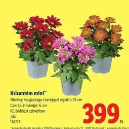 Lidl Krizantém mini ajánlat