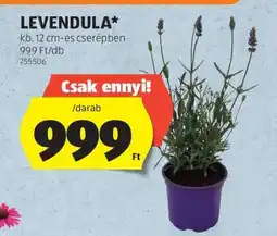 ALDI Levendula ajánlat
