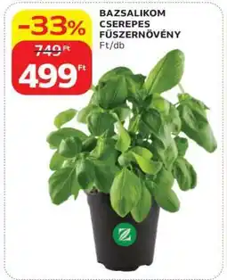 Auchan Bazsalikom cserepes fűszernövény ajánlat