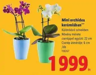Lidl Mini orchidea kerámiában ajánlat