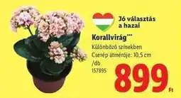 Lidl Korallvirág ajánlat