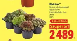 Lidl Kövirózsa ajánlat