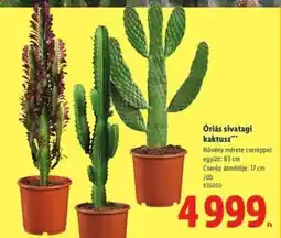 Lidl Óriás sivatagi kaktusz ajánlat
