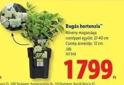 Lidl Bugás hortenzia ajánlat