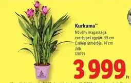 Lidl Kurkuma ajánlat