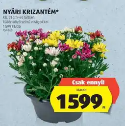 ALDI Nyári krizantém ajánlat