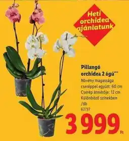 Lidl Pillangó orchidea 2 ágú ajánlat