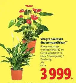 Lidl Virágzó növények díszcsomagolásban ajánlat
