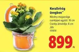 Lidl Korallvirág üvegben ajánlat