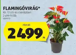 ALDI Flamingóvirág ajánlat