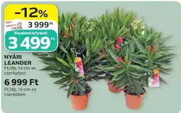 Auchan NYÁRI LEANDER ajánlat