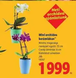 Lidl Mini orchidea kerámiában ajánlat