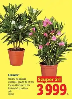 Lidl Leander ajánlat