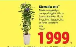 Lidl Klematisz mix ajánlat