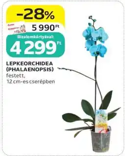 Auchan Lepkeorchidea (Phalaenopsis) ajánlat