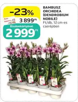 Auchan Bambusz Orchidea (Dendrobium Nobile) ajánlat