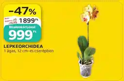 Auchan LEPKEORCHIDEA ajánlat