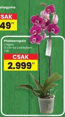 Spar Phalaenopsis ajánlat