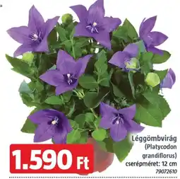 Bauhaus Léggömbvirág ajánlat