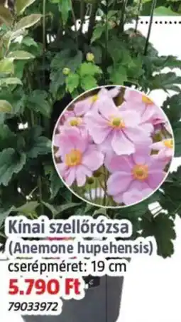 Bauhaus Kínai szellőrózsa ajánlat