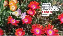 Bauhaus Délvirág ajánlat