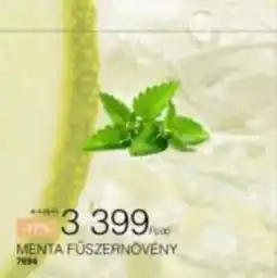 Chef Market Menta fűszernövény ajánlat