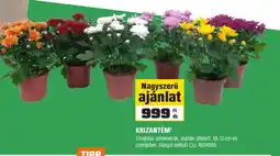 OBI Krizantém ajánlat