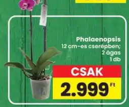 Interspar Phalaenopsis ajánlat