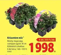 Lidl Krizantém mix ajánlat