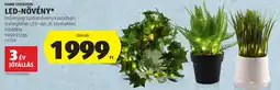 ALDI Home Creation led-növény ajánlat