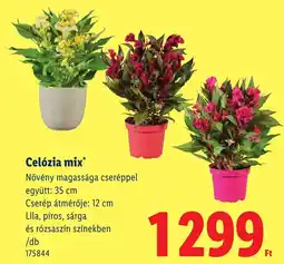 Lidl Celózia mix ajánlat