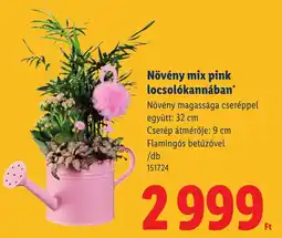 Lidl Növény mix pink locsolókannában ajánlat