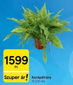 Tesco Kardpáfrány ajánlat