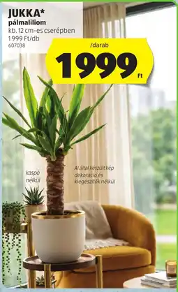 ALDI Jukka pálmaliliom ajánlat