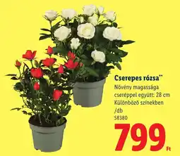 Lidl Cserepes rózsa ajánlat