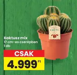 Interspar Kaktusz Mix ajánlat