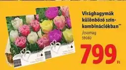 Lidl Virághagymák különböző színkombinációkban ajánlat