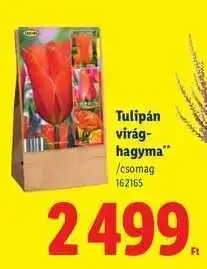 Lidl TULIPÁN VIRÁGHAGYMA ajánlat