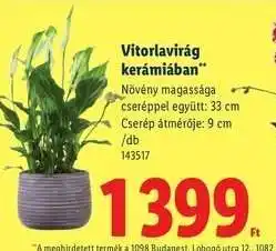 Lidl Vitorlavirág kerámiában ajánlat