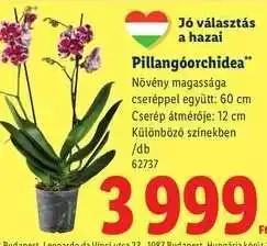 Lidl Pillangóorchidea ajánlat