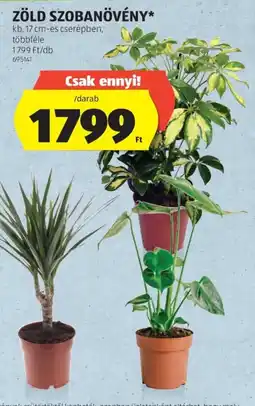 ALDI Zöld szobanövény ajánlat