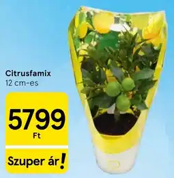 Tesco Citrusfamix ajánlat