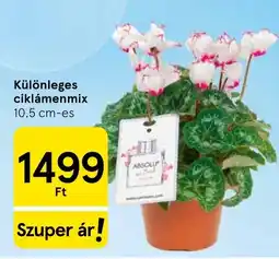 Tesco Különleges ciklámenmix ajánlat
