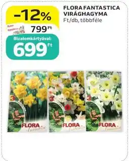 Auchan FLORA FANTASTICA VIRÁGHAGYMA ajánlat