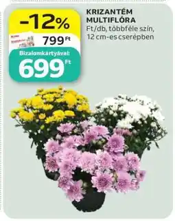 Auchan KRIZANTÉM MULTIFLÓRA ajánlat