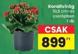 Spar Korallvirág ajánlat