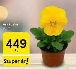 Tesco Árvácska ajánlat